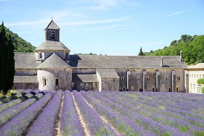 Gansberger Reisen - Urlaub - Ausflug - Lavendelblüte in der Provence