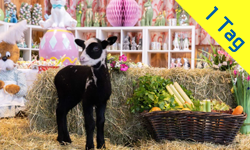 Gansberger Reisen - Urlaub - Ausflug - Tagesfahrt 