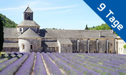 Gansberger Reisen - Urlaub - Ausflug - Lavendelblüte in der Provence
